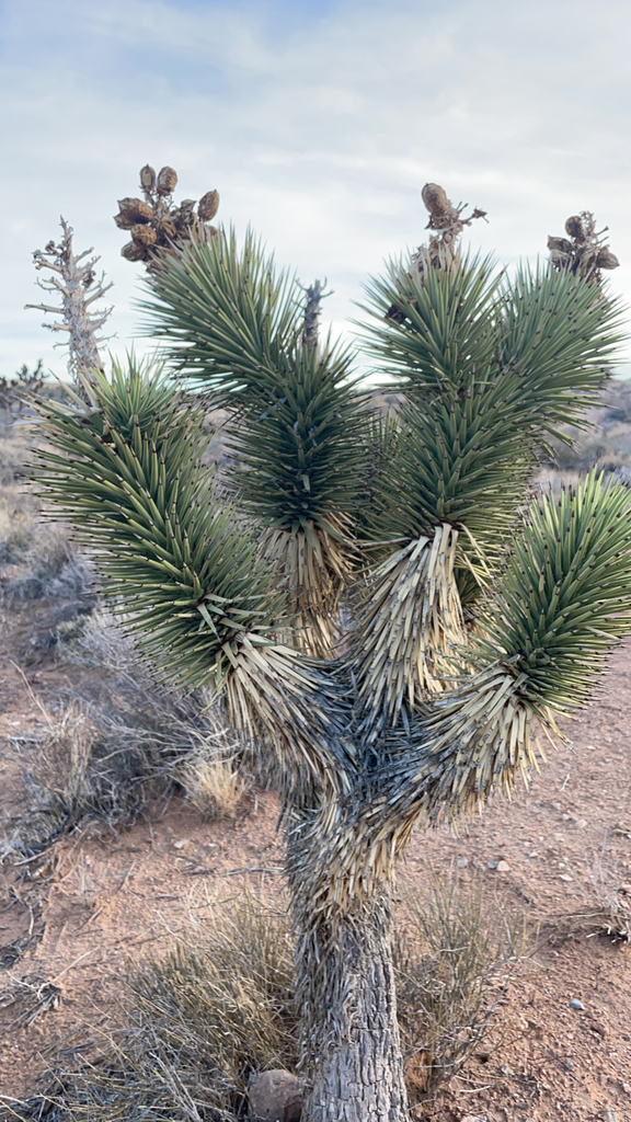 Eastern Joshua Tree From Las Vegas On November 21, 2022 At 03:26 Pm By 