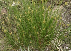 Carex bebbii