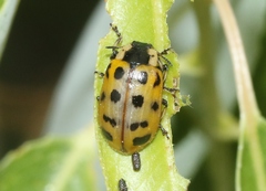 Chrysomela