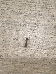 Odontomachus desertorum