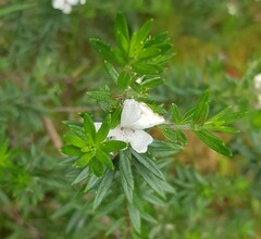 Westringia fruticosa