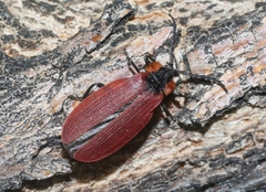 Lycus sanguinipennis