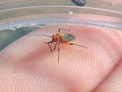 Prepops rubrovittatus