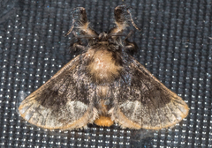 Paleophobetron