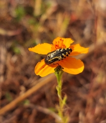 Acmaeodera scalaris
