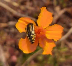 Acmaeodera scalaris