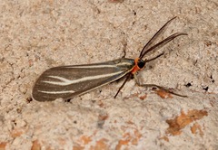 Ctenucha venosa