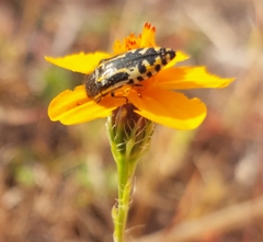 Acmaeodera scalaris