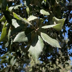 Quercus