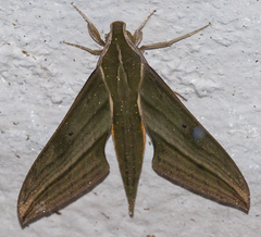 Xylophanes