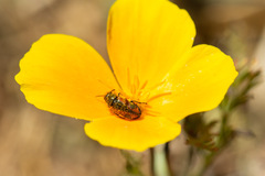 Arthrobrachus nigromaculatus