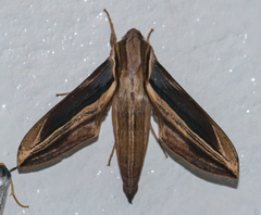 Xylophanes pyrrhus