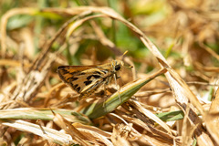 Hylephila fasciolata