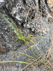 Cyperus sphacelatus