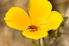 Arthrobrachus nigromaculatus