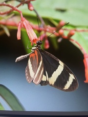 Heliconius pachinus