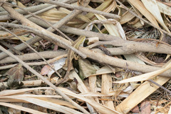 Liolaemus chiliensis
