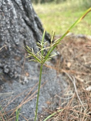 Cyperus sphacelatus