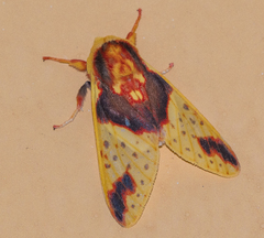 Symphlebia