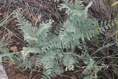 Astragalus drummondii