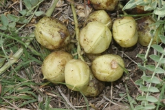 Astragalus crassicarpus