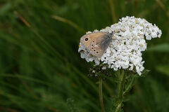 Coenonympha california subfusca
