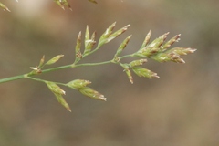 Poa compressa
