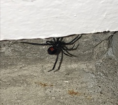 Latrodectus mactans