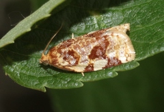Archips argyrospila