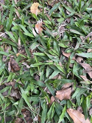 Paspalum