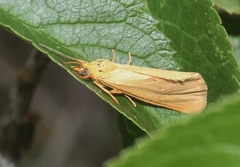 Virbia aurantiaca