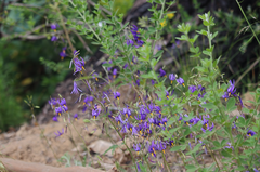 Conanthera bifolia