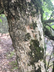 Quercus austrina