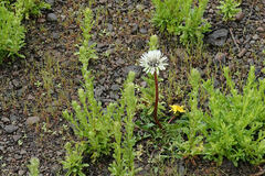 Taraxacum ceratophorum