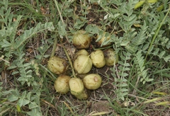 Astragalus crassicarpus