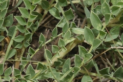 Astragalus crassicarpus