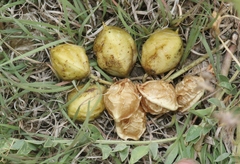 Astragalus crassicarpus