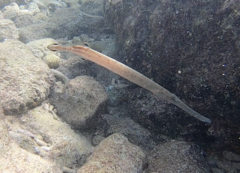 Aulostomus maculatus