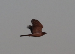 Accipiter cooperii