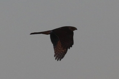 Accipiter cooperii