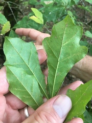Quercus austrina