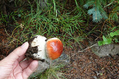 Boletus rubriceps