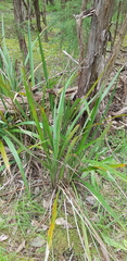Dianella tasmanica