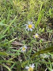Symphyotrichum dumosum