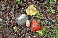 Boletus rubriceps