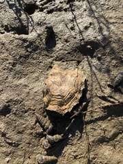 Magallana gigas