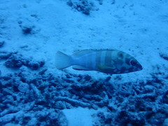 Epinephelus fasciatus