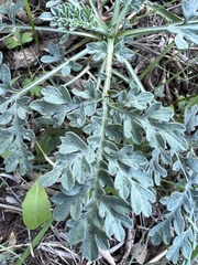 Parthenium hysterophorus