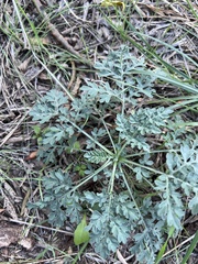 Parthenium hysterophorus