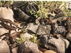 Amblyrhynchus cristatus